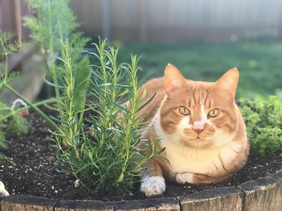 PJ the cat