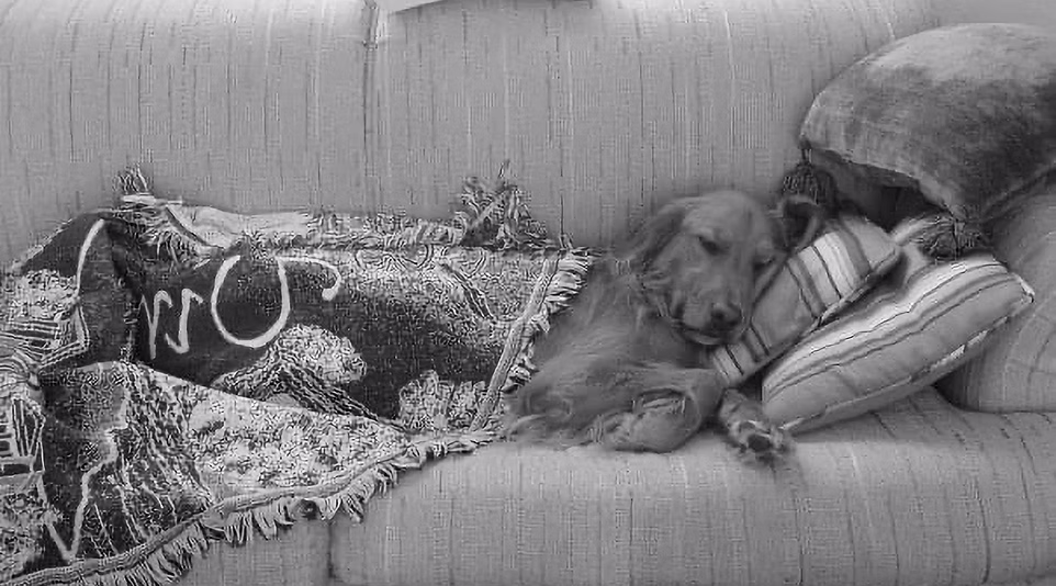 Dog relaxing on couch