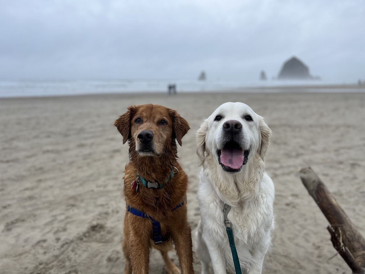 Dogs at the beach
