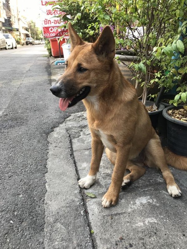 Street Dog in Chiang Mai