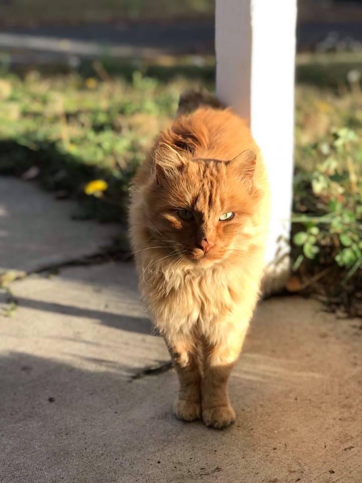 Lion the Feral Cat
